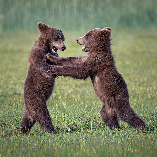 Cubs at Play